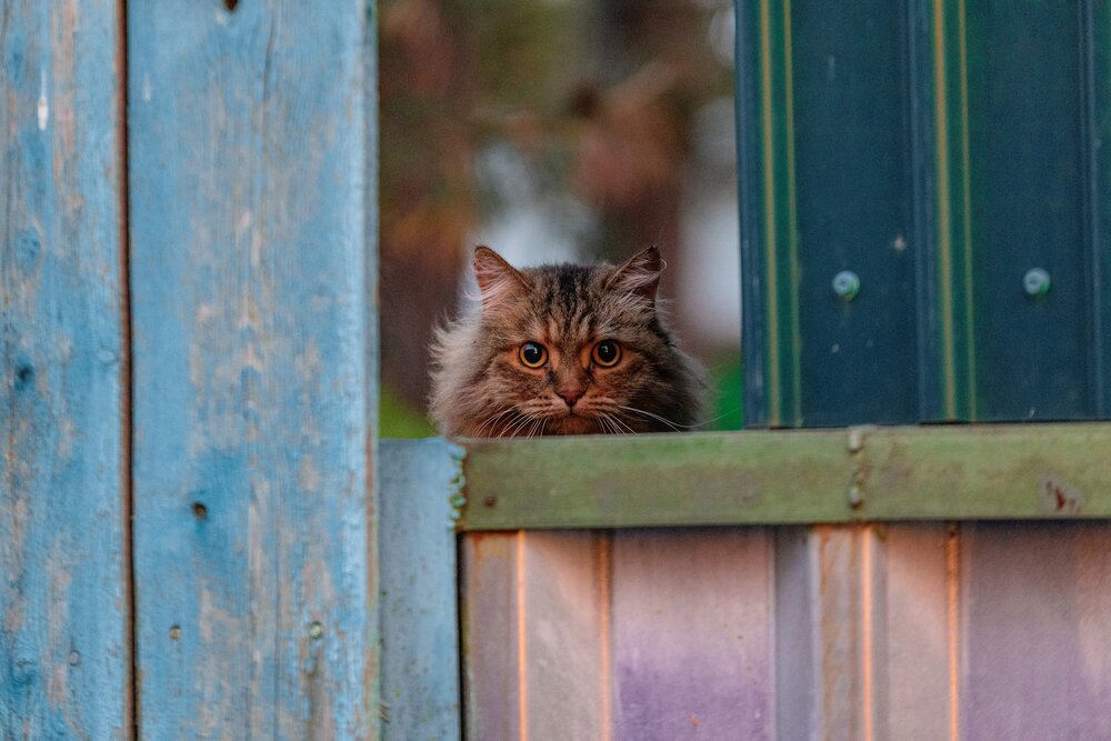 Photograph by G Shish