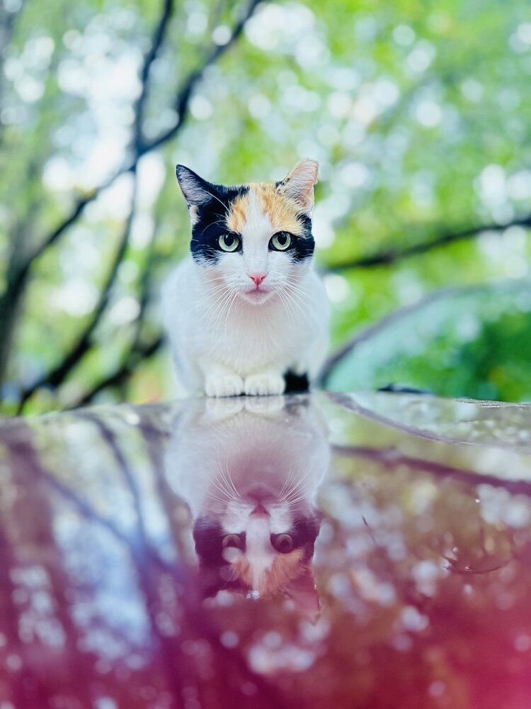 Photograph by NATASHA IO