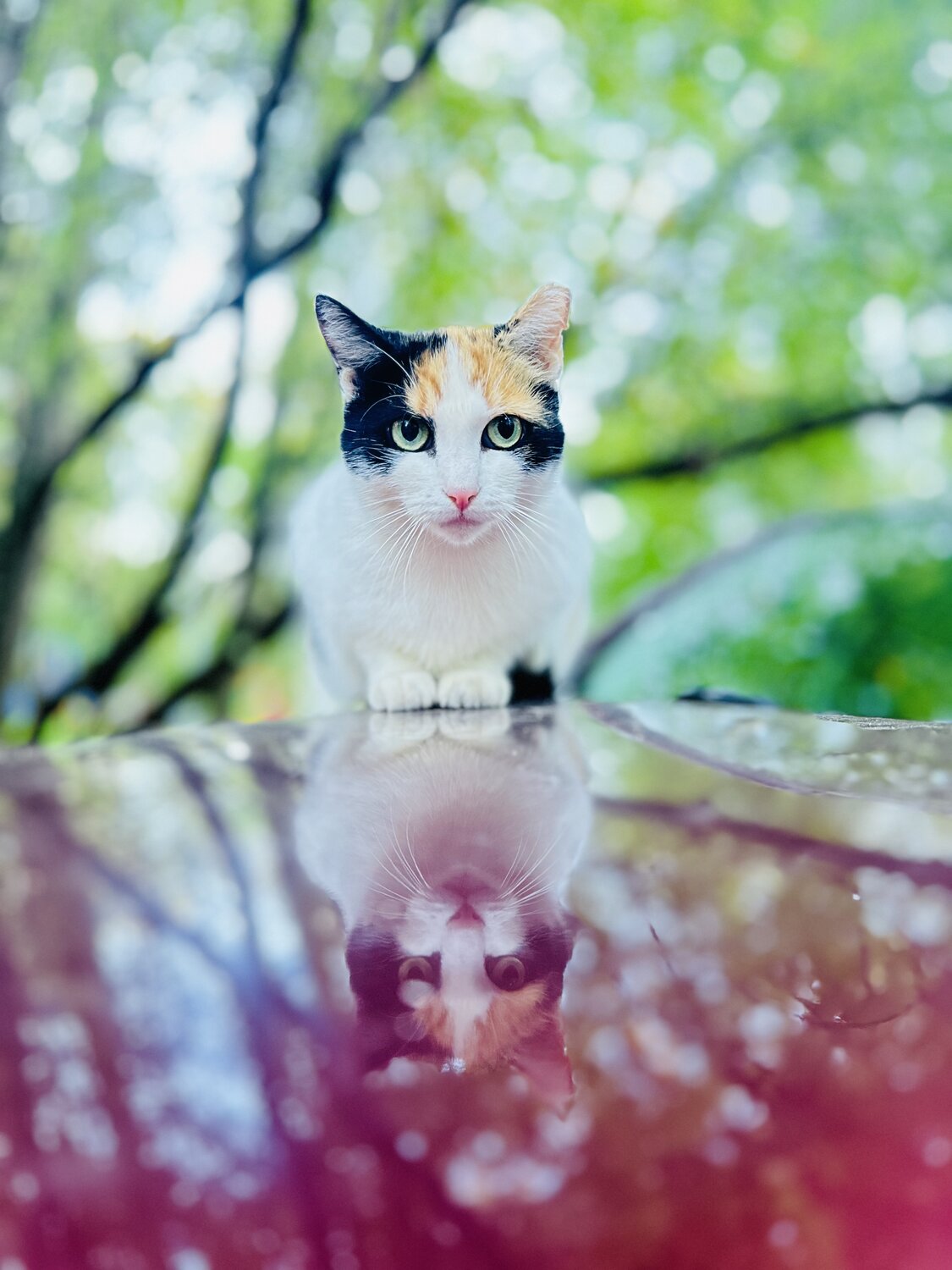 Photo #14051737