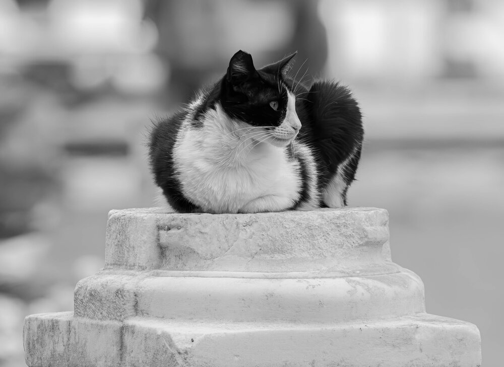 Photograph by Alexei Kriptozoy