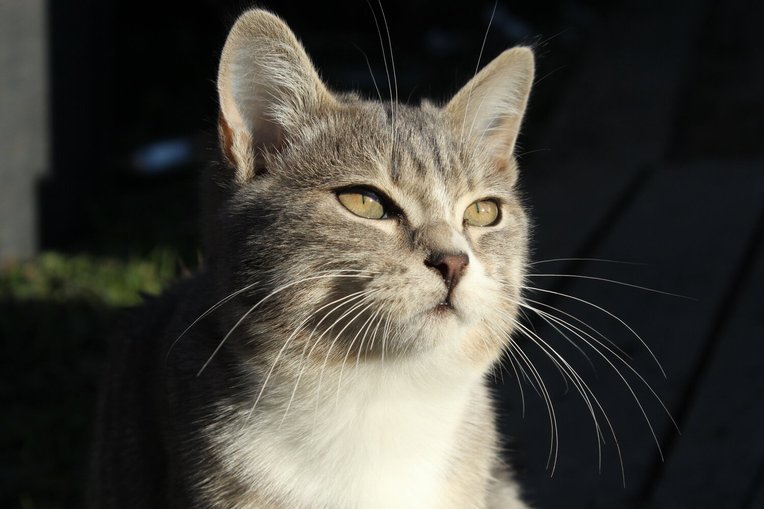 Photo #14051821