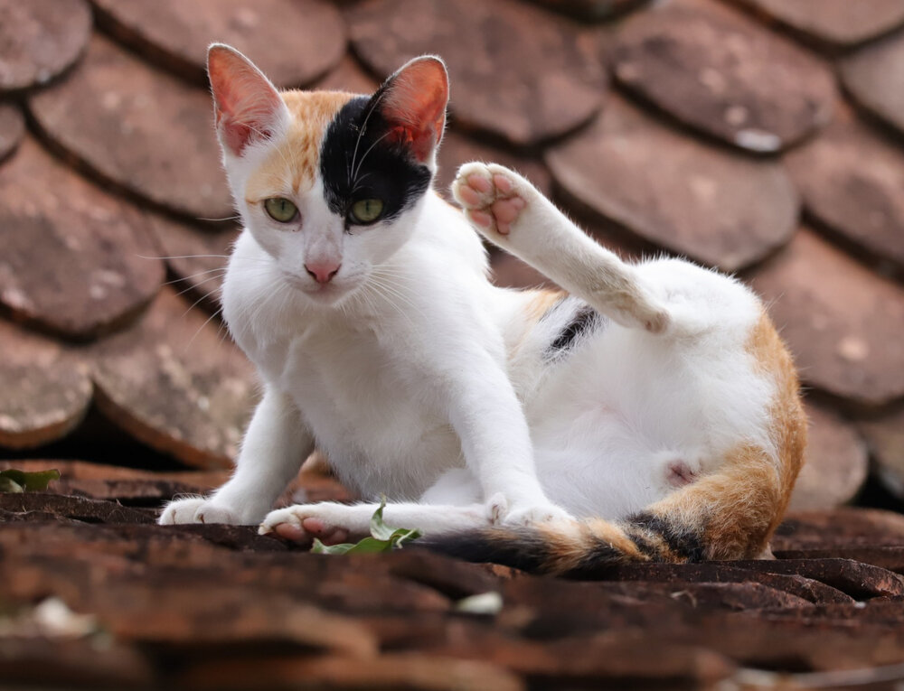 Photograph by Alexei Kriptozoy