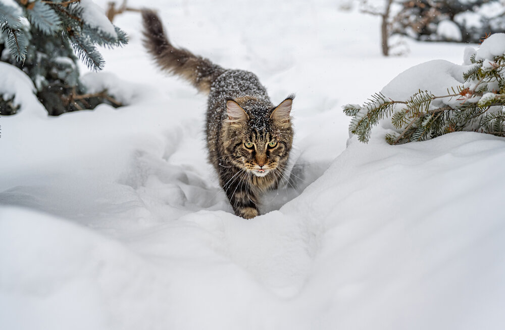 Photograph by NADEZHDA PELYMSKAIA