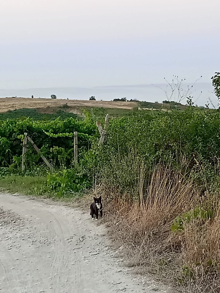 Standing by the vineyard