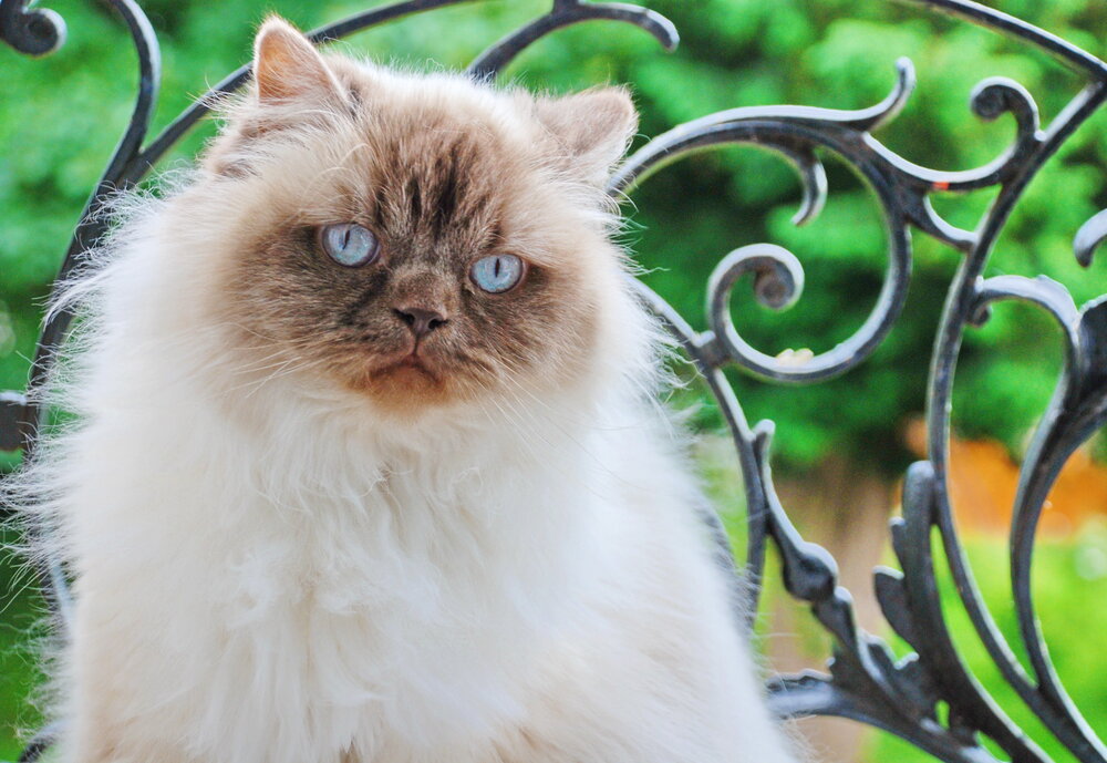 Photograph by Regina Belomytseva-Dahan