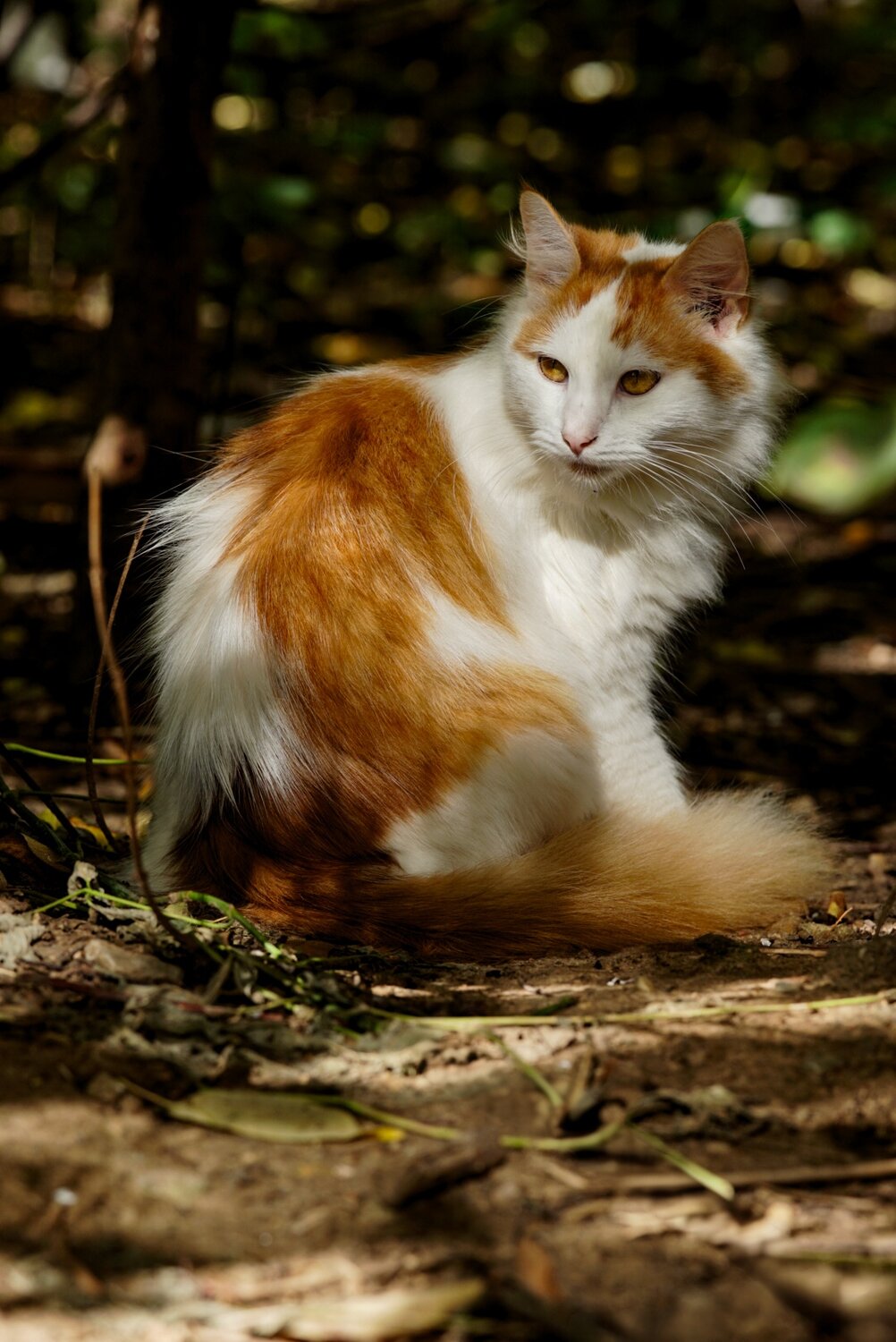 Photo #14052128