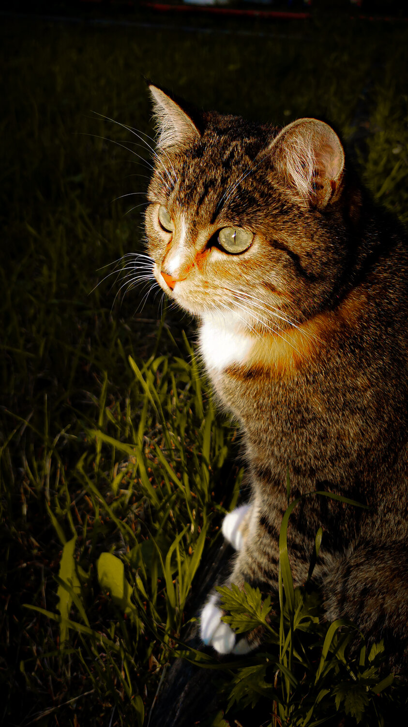 Photo #14052171