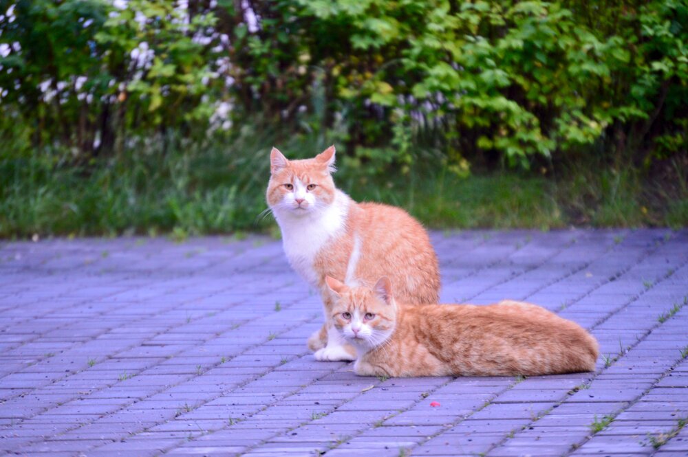 Photograph by Евгения Сапон