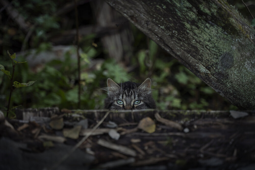 Photograph by Полина Маслова