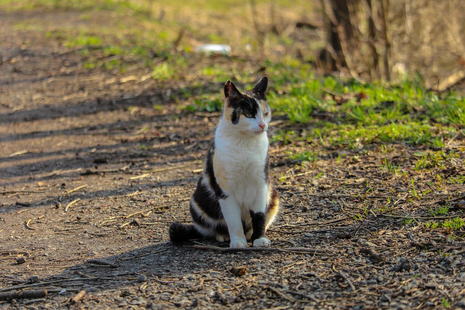 Photo #14052264