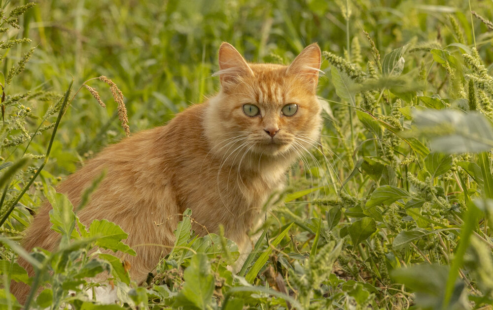 Photograph by Екатерина Счасная