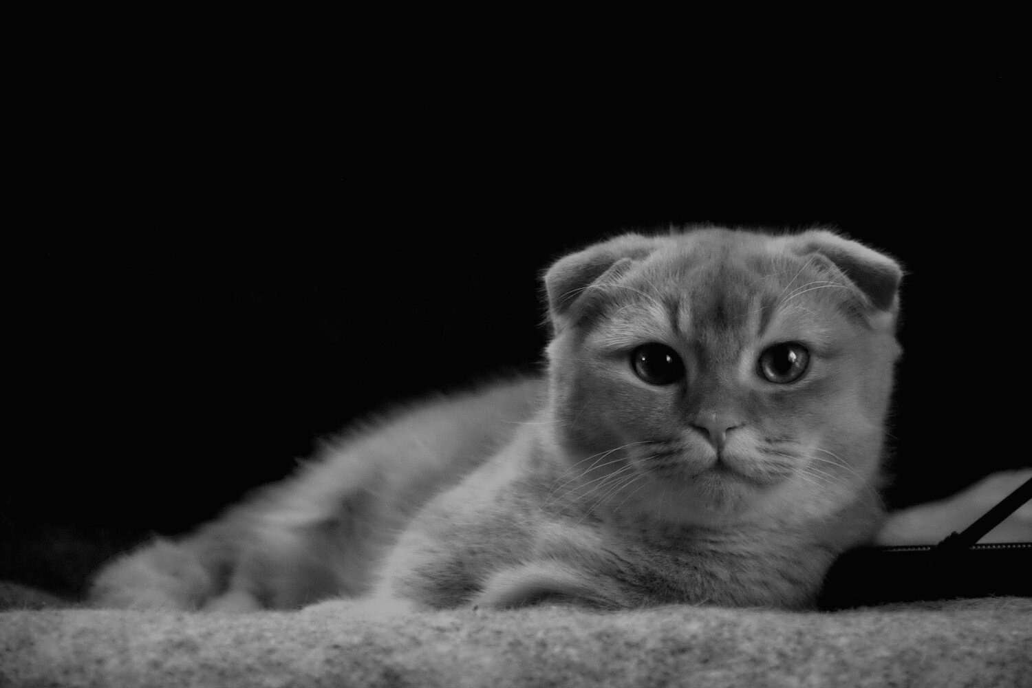 Photo #14052316