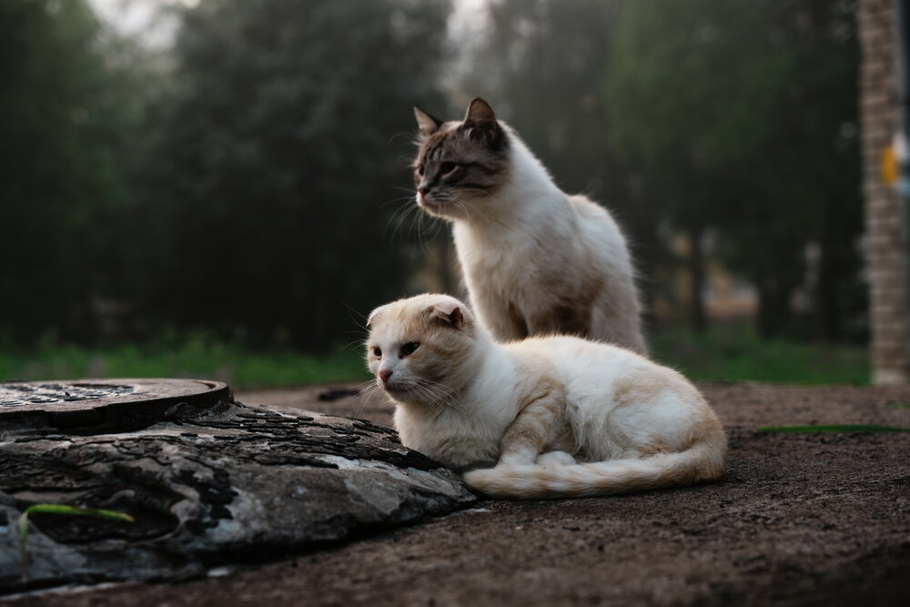 Photograph by Шеин андрей