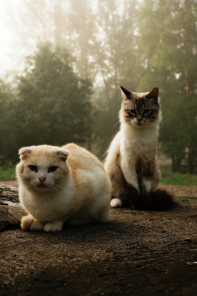 Photograph by Шеин андрей