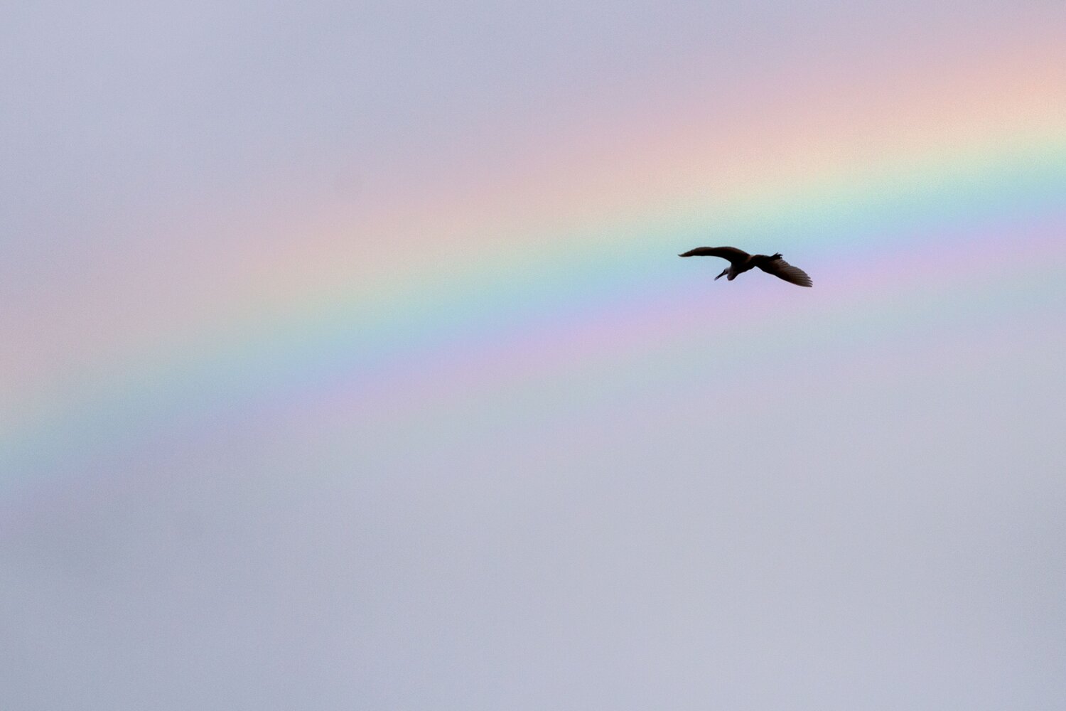 Photo #14052533