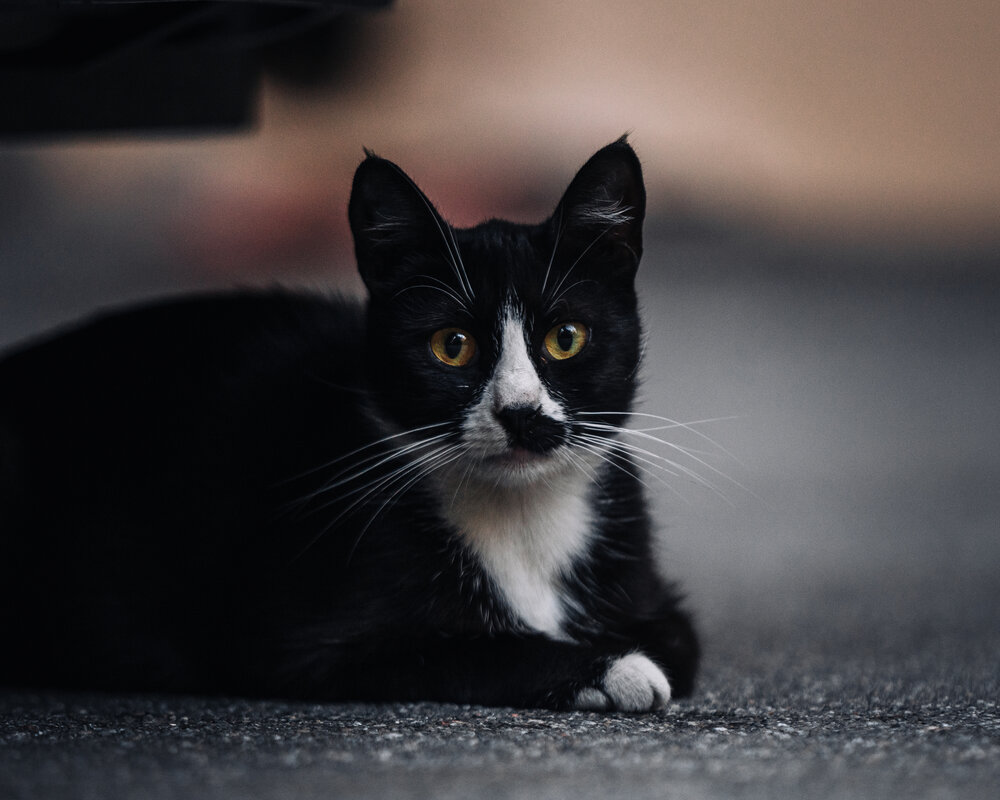 Photograph by Николай Роженцев