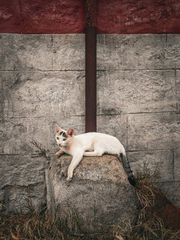Photo #14052617