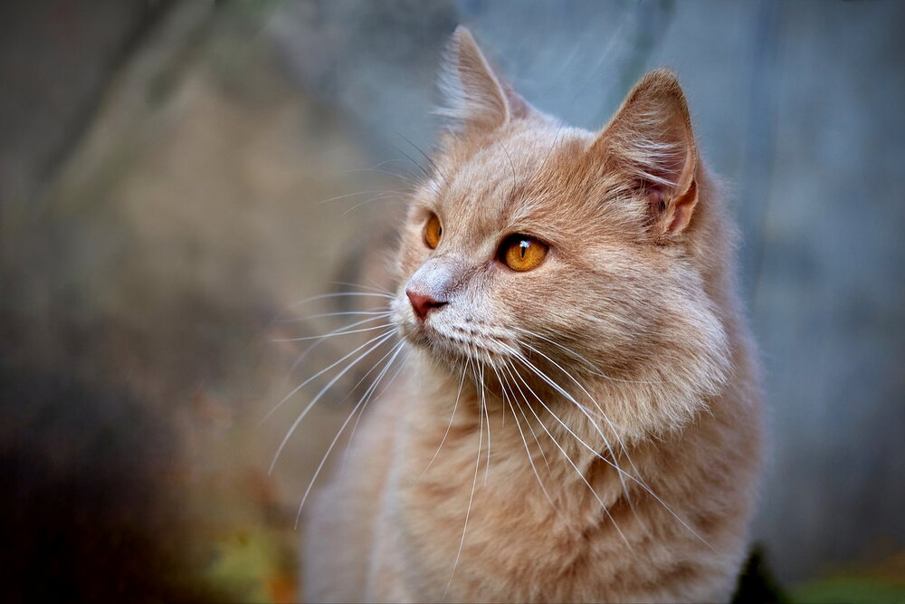 Photograph by Николай Птицын