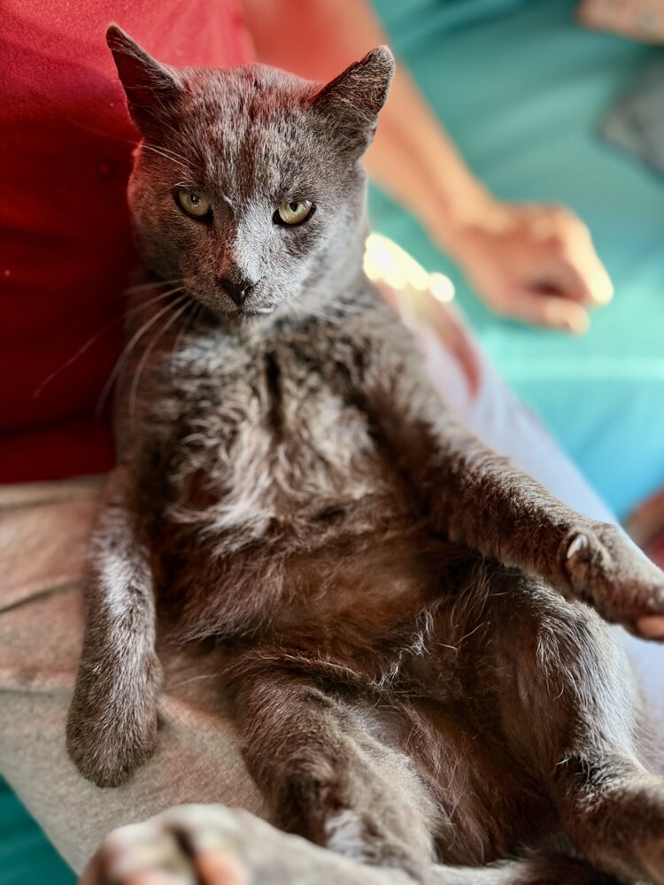 Матис Невский