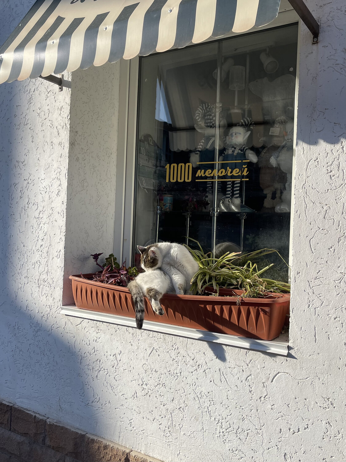 Photo #14052786