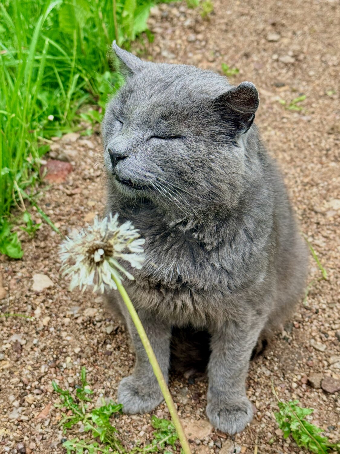 Мартовский кот