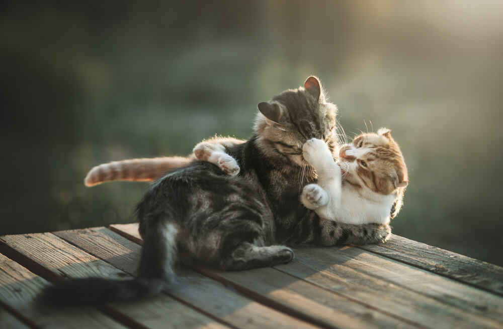 Photograph by Юлианна Митрофанова
