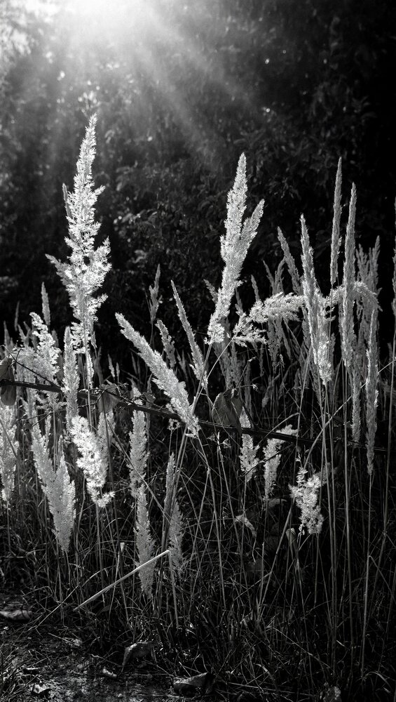 Ephemeral Light