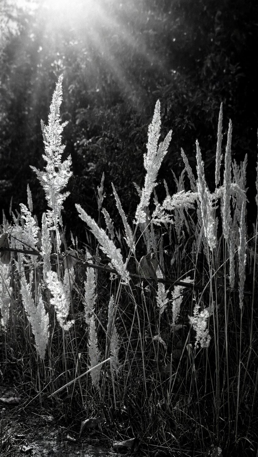 Ephemeral Light
