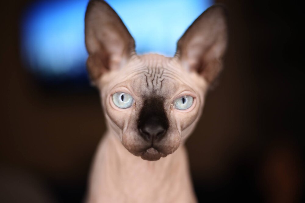 Photograph by Christina Oleshkevich