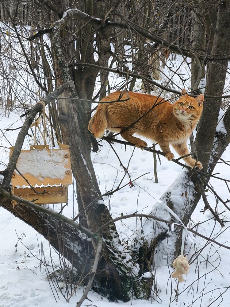 Photograph by Вера Боржеева