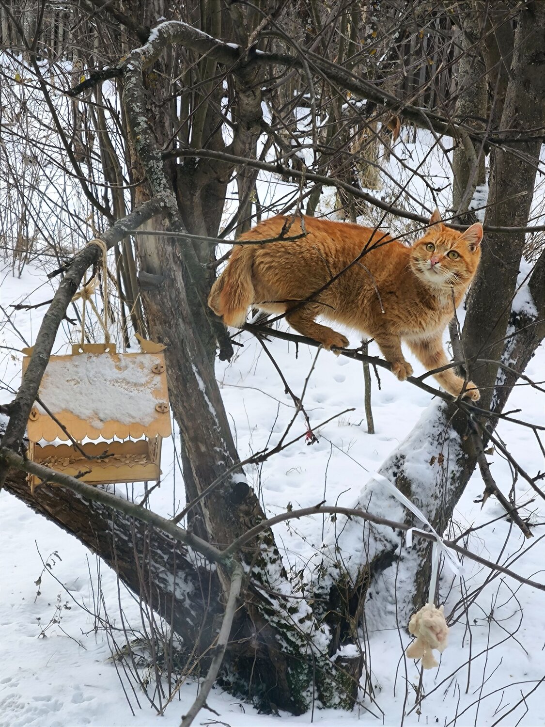 Photo #14053179