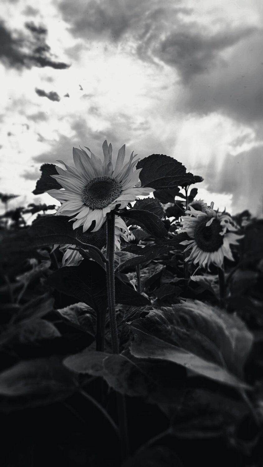 Photo #14053189