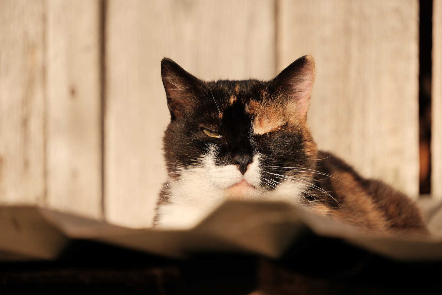 Photo #14053308