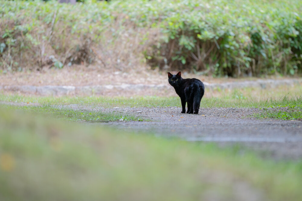 The Guiding Cat