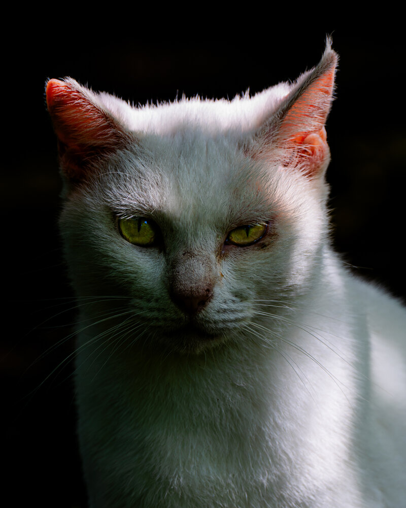 Disgruntled Cat