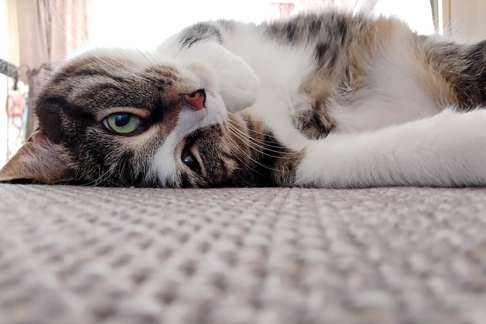 Photo #14053484