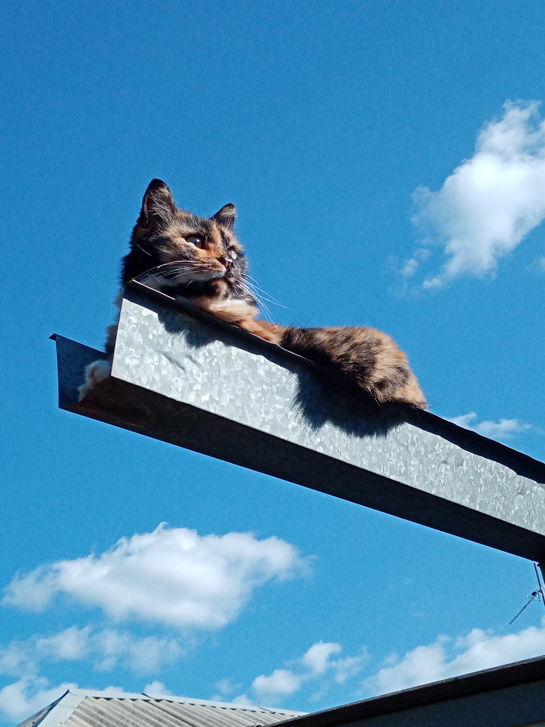 Photo #14053499