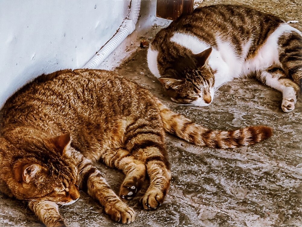 Photograph by Екатерина Народицкая