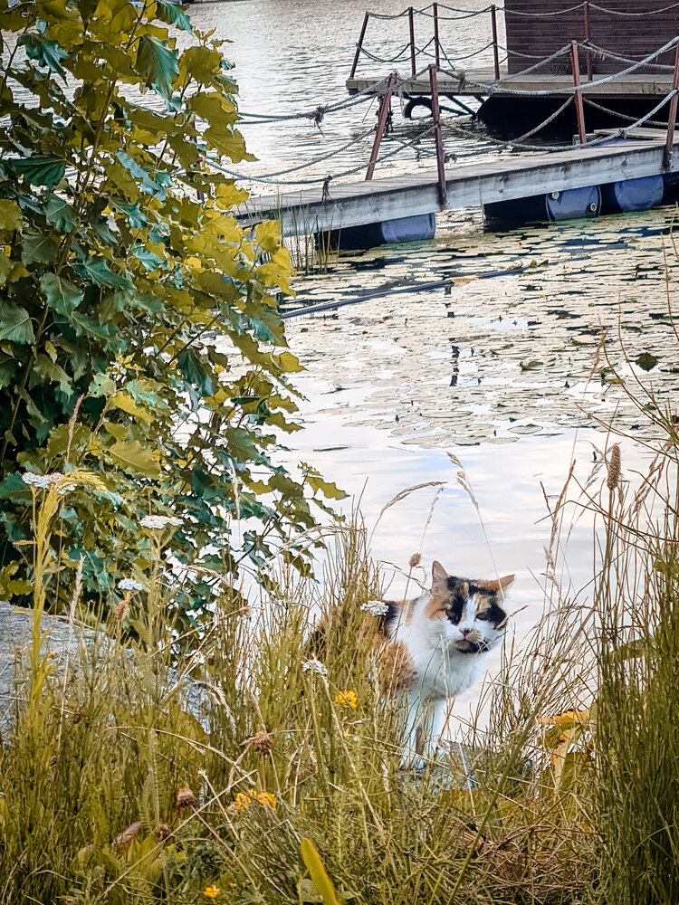 Photograph by Екатерина Народицкая