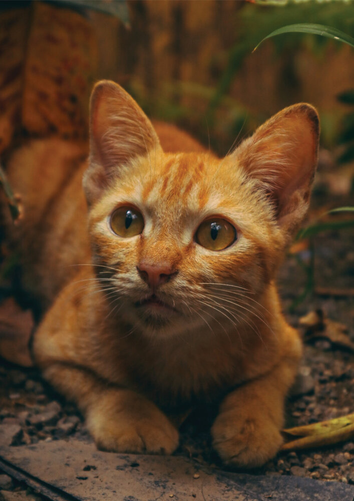 Stray Cat