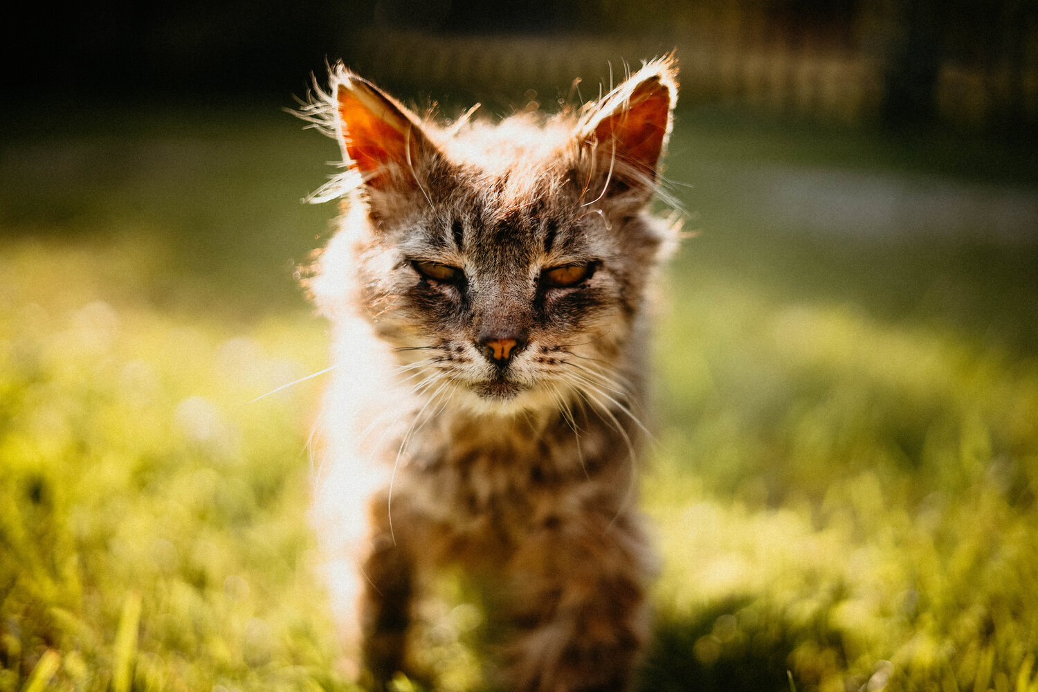 Photo #14053754