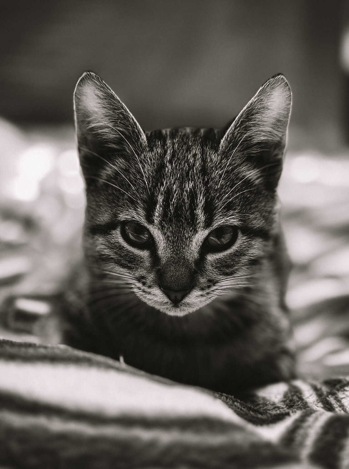 Photo #14053772