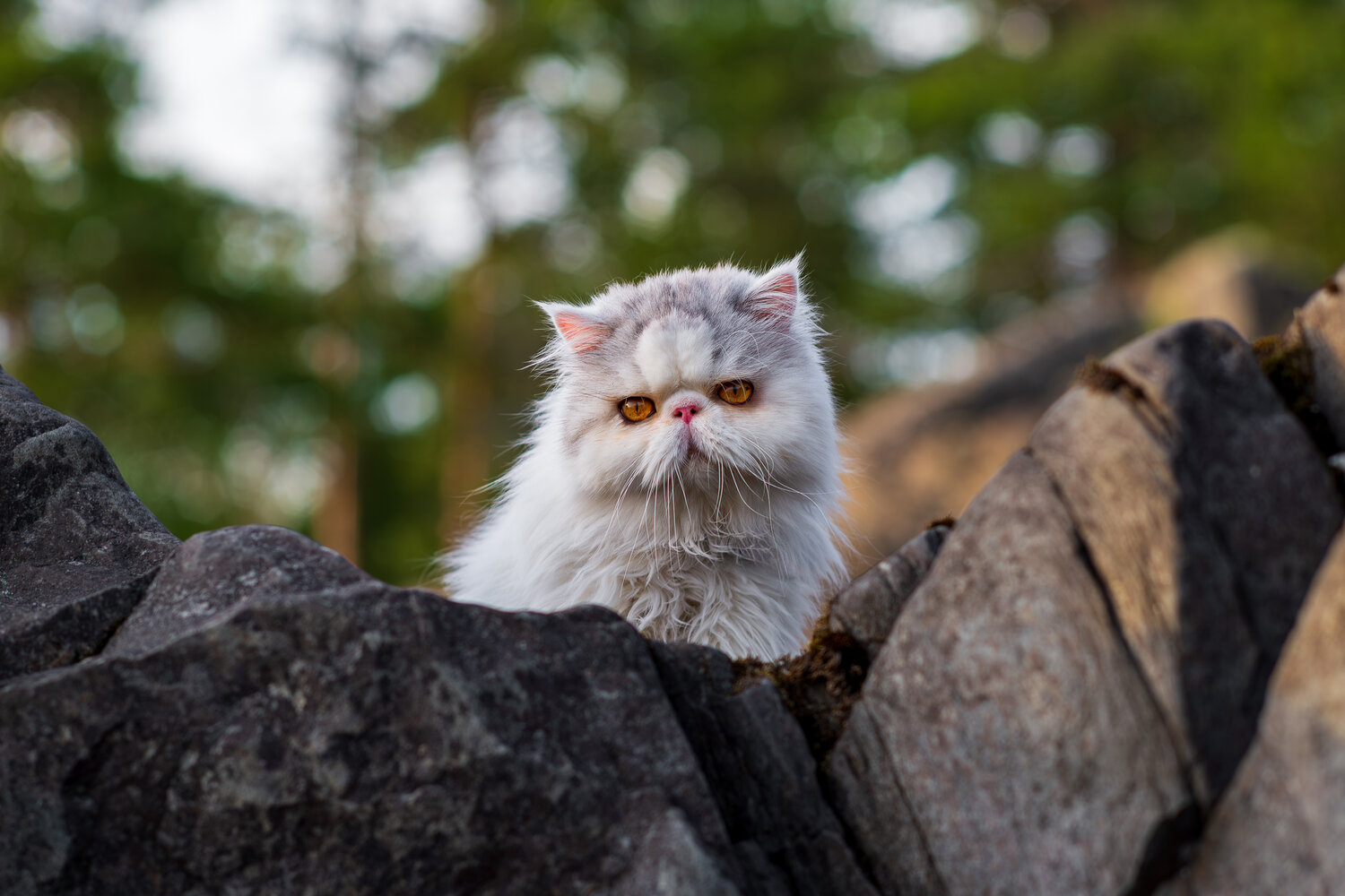 Photo #14053848