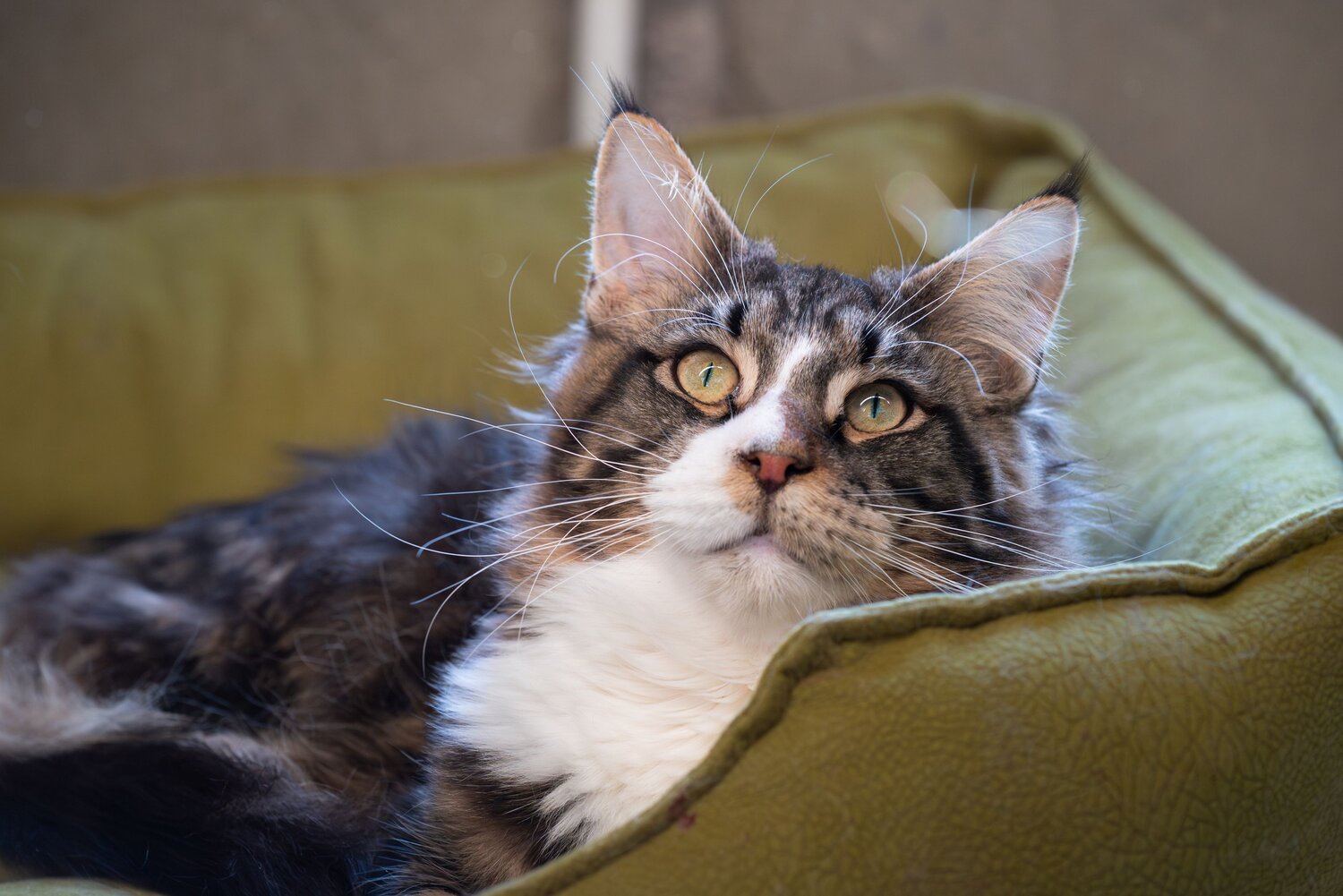 Photo #14053886