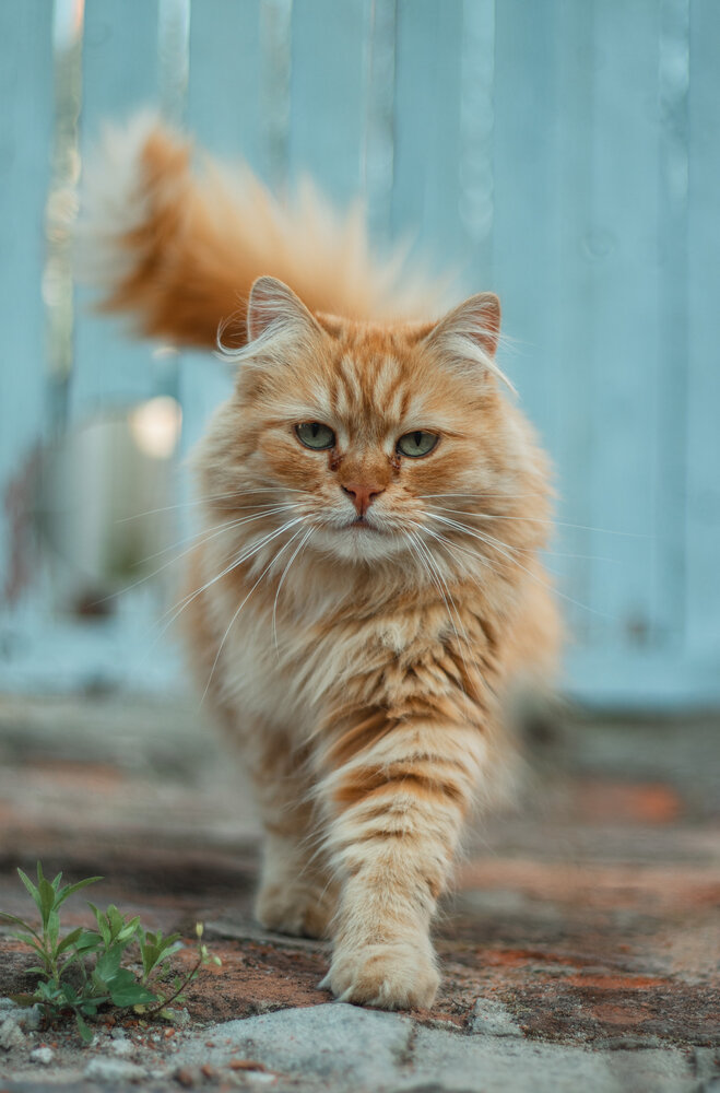 Photograph by Алина Железкина