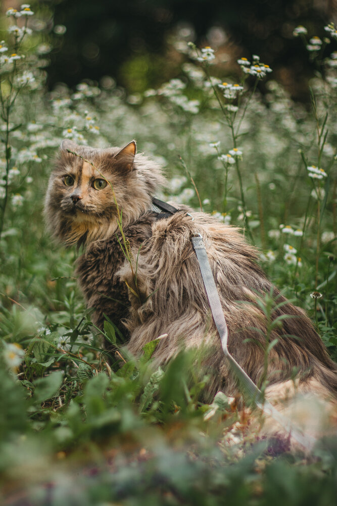 Photograph by Алина Железкина