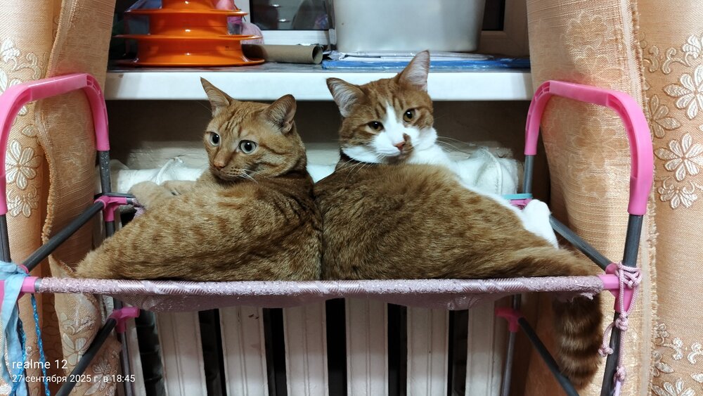 Photo #14054010