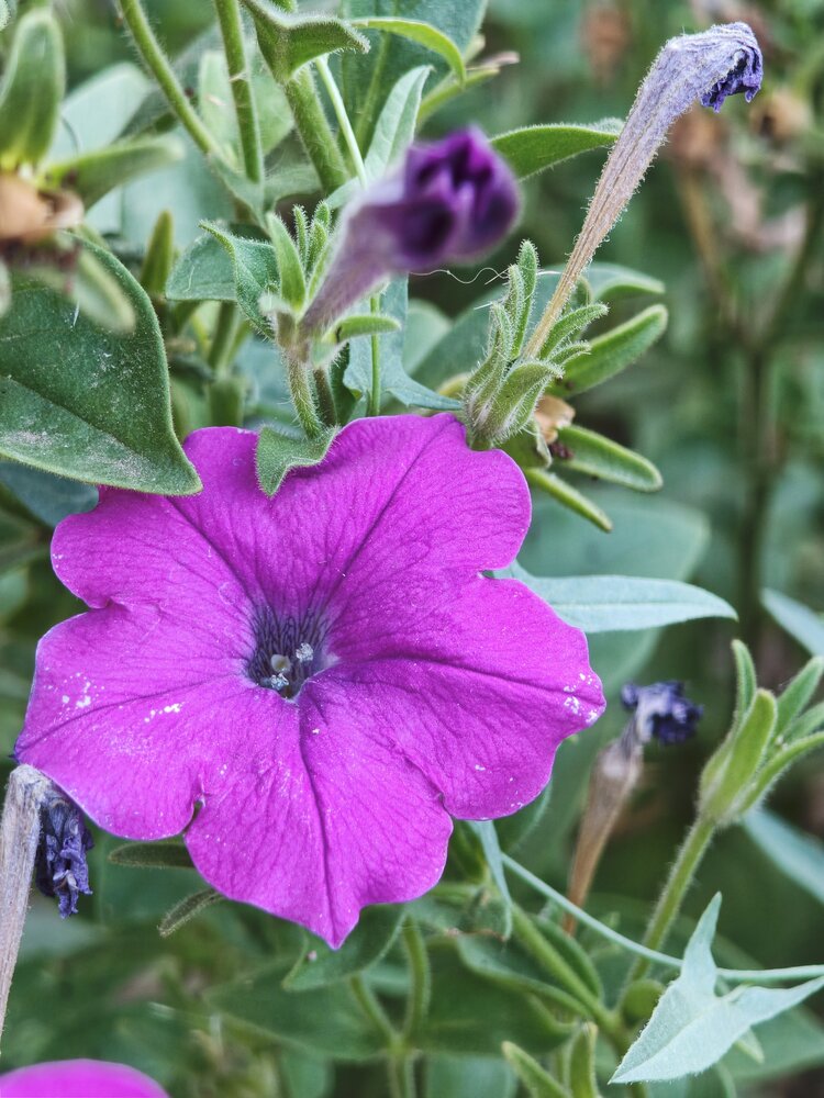 Петуния Petunia