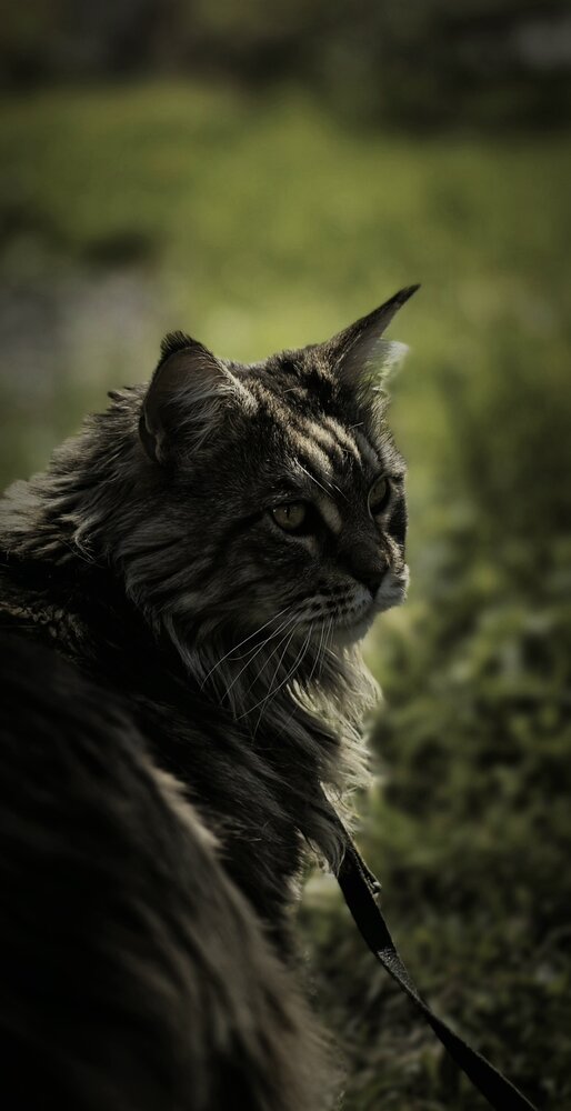 Photograph by Галина Перепечаева