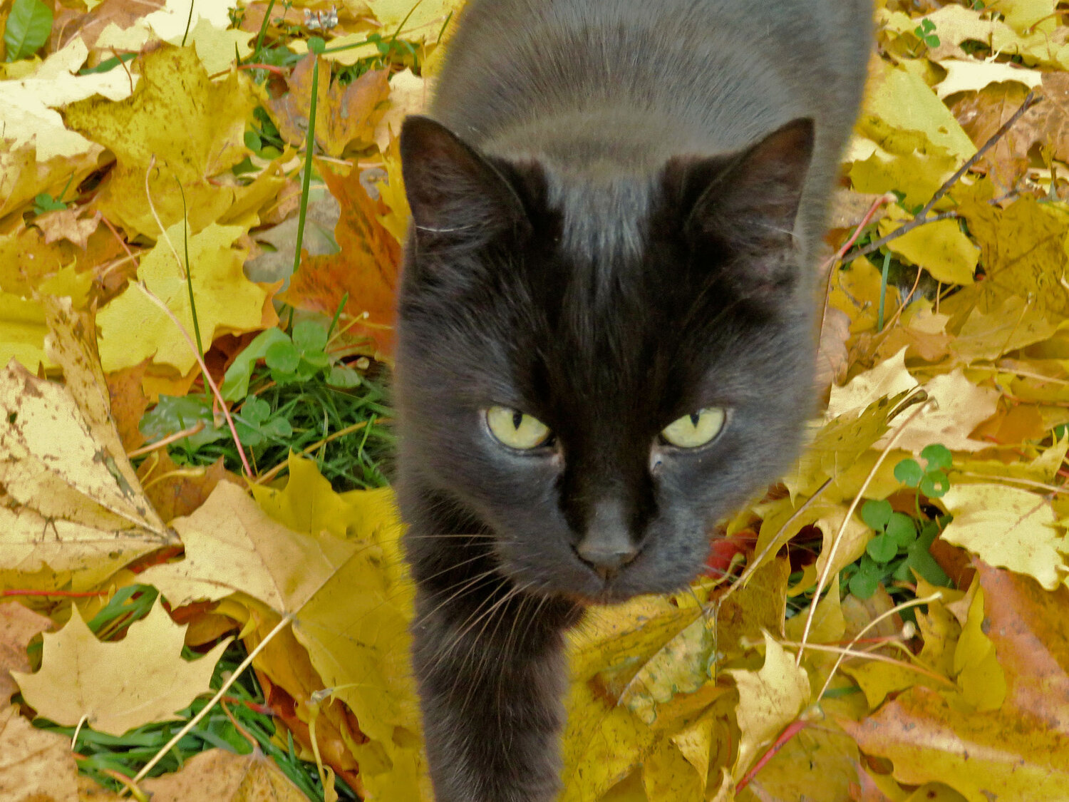 Photo #14054281